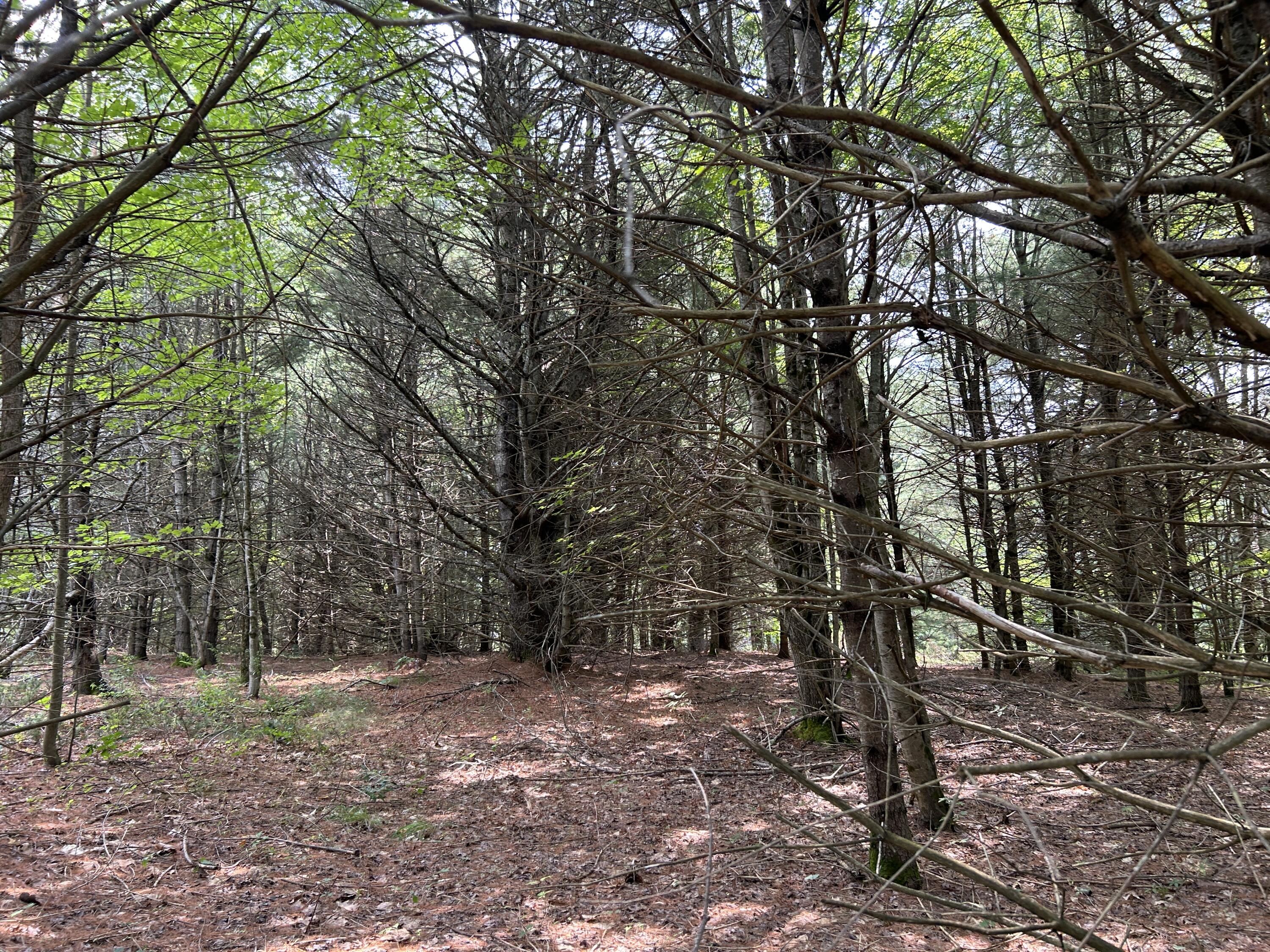 M12-lot10 Thorndike Road Unity, ME 04988 - Photo 9 of 16 3DEA0971-194C-447D-87A0-557C566069FB