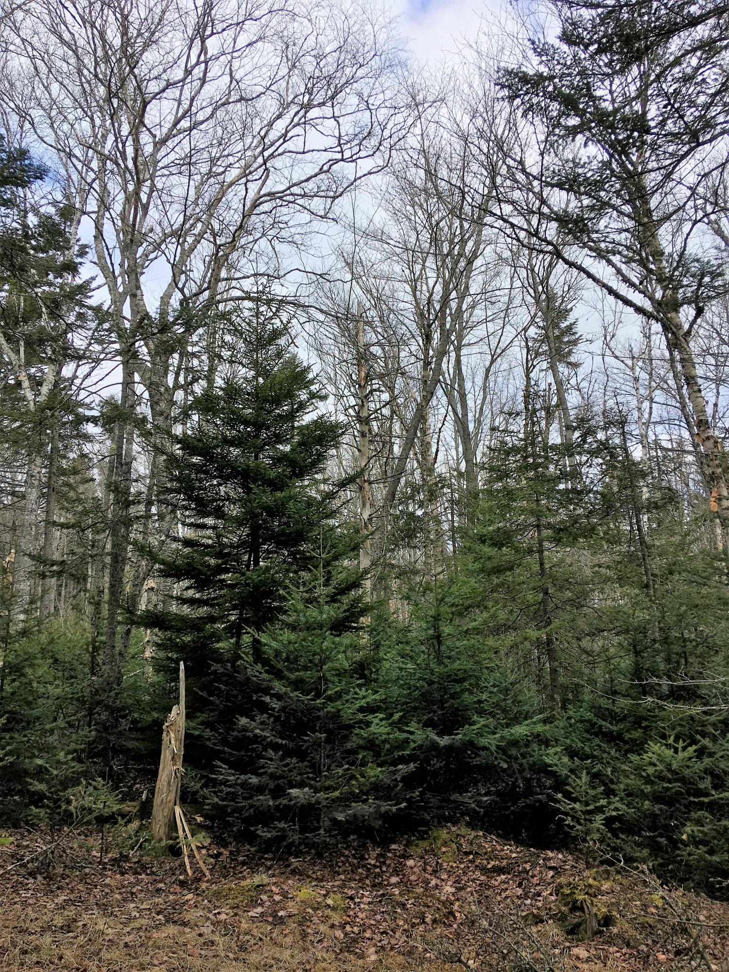 0 Pineo Point Road Harrington, ME 04643 - Photo 24 of 39 IMG_4204