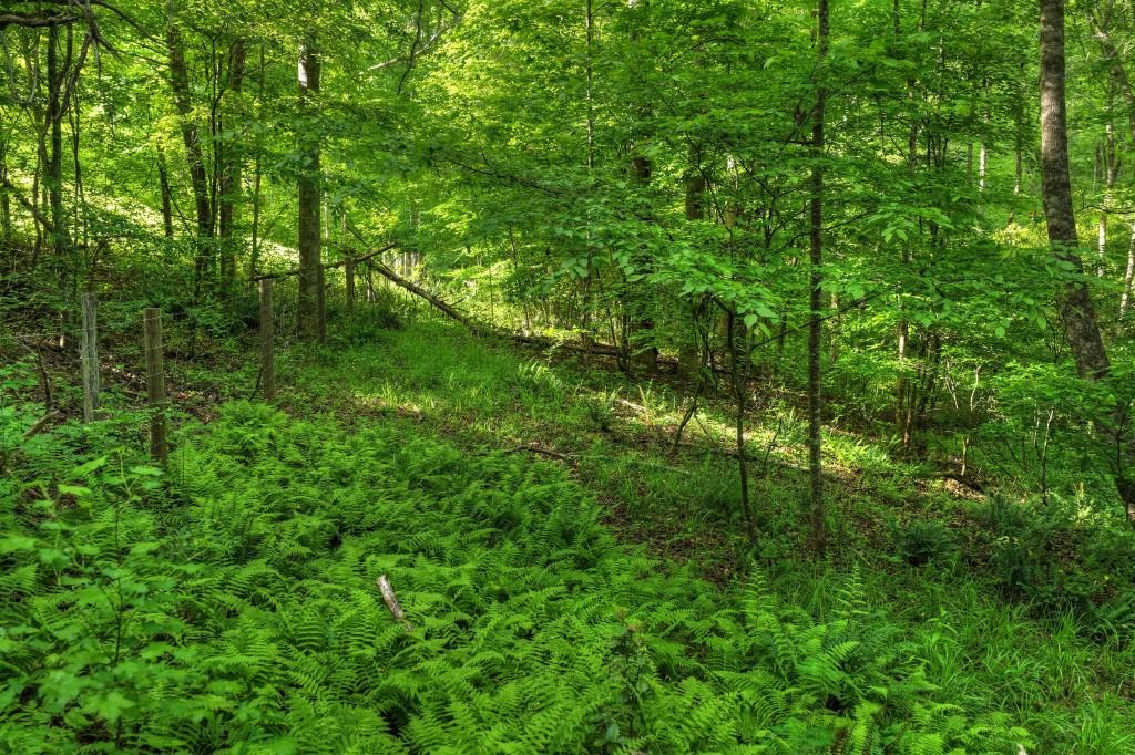 8.52 Ac Mcnelley Road Morganton, GA 30560 - Photo 23 of 47