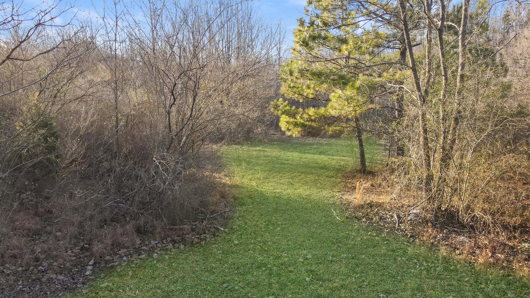 1855 New Hope Road Springfield, TN 37172 - Photo 22 of 35 a view of a trees in a yard