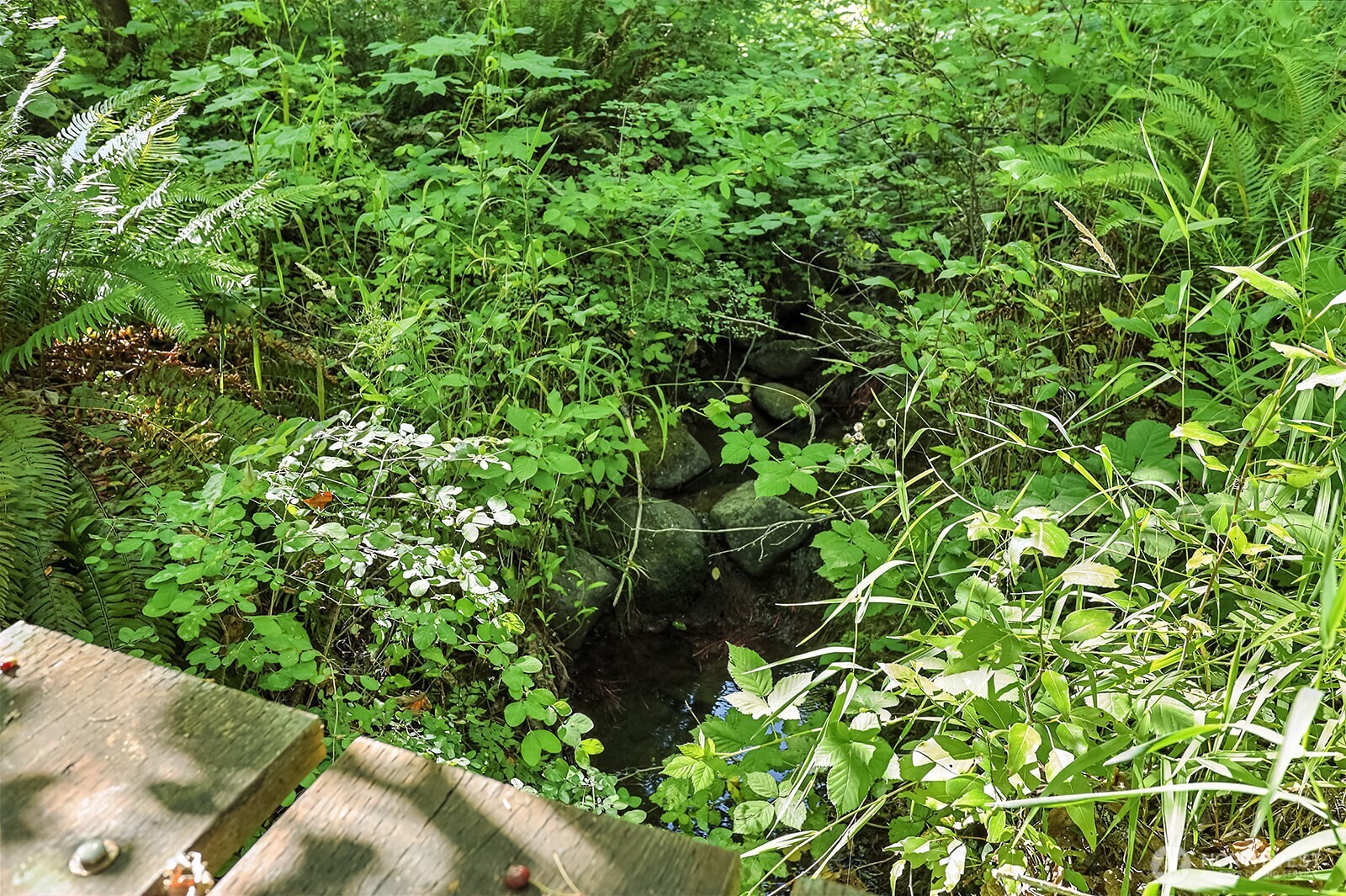 0 Fern Meadows Road Stevenson, WA 98648 - Photo 10 of 22