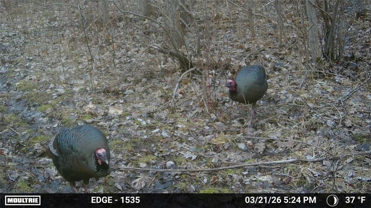 16126 Telegraph Road Murray, NY 14470 - Photo 47 of 50 Wildlife on property