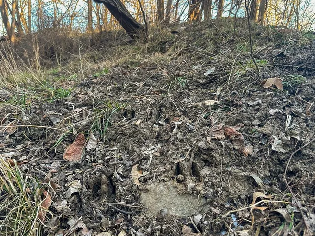 $156,250 | Rockingham Road, Hardin, MO 64035