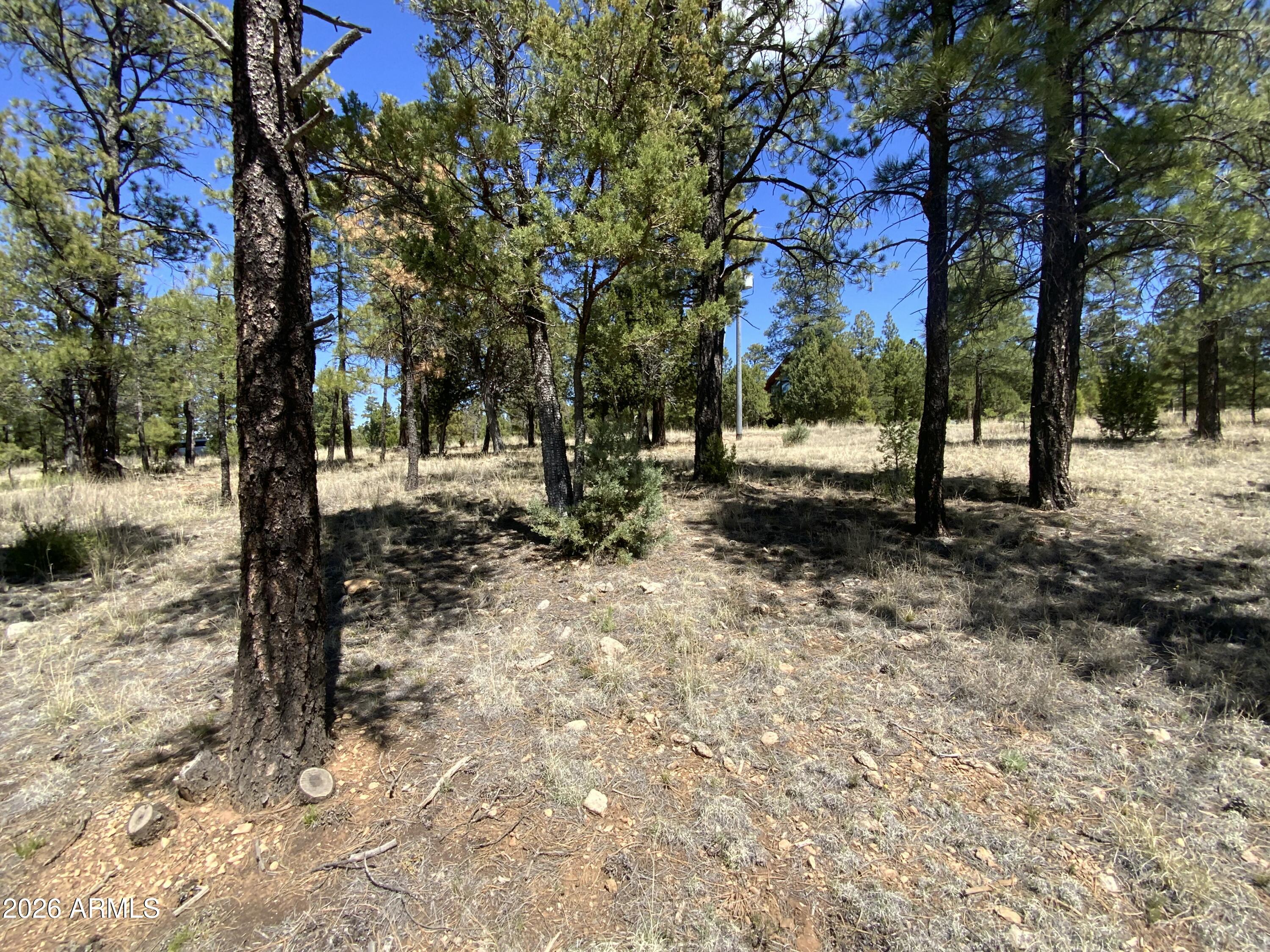 2870 Coyote Ridge, Unit 54 Happy Jack, AZ 86024 - Photo 10 of 37 a view of a yard with a tree