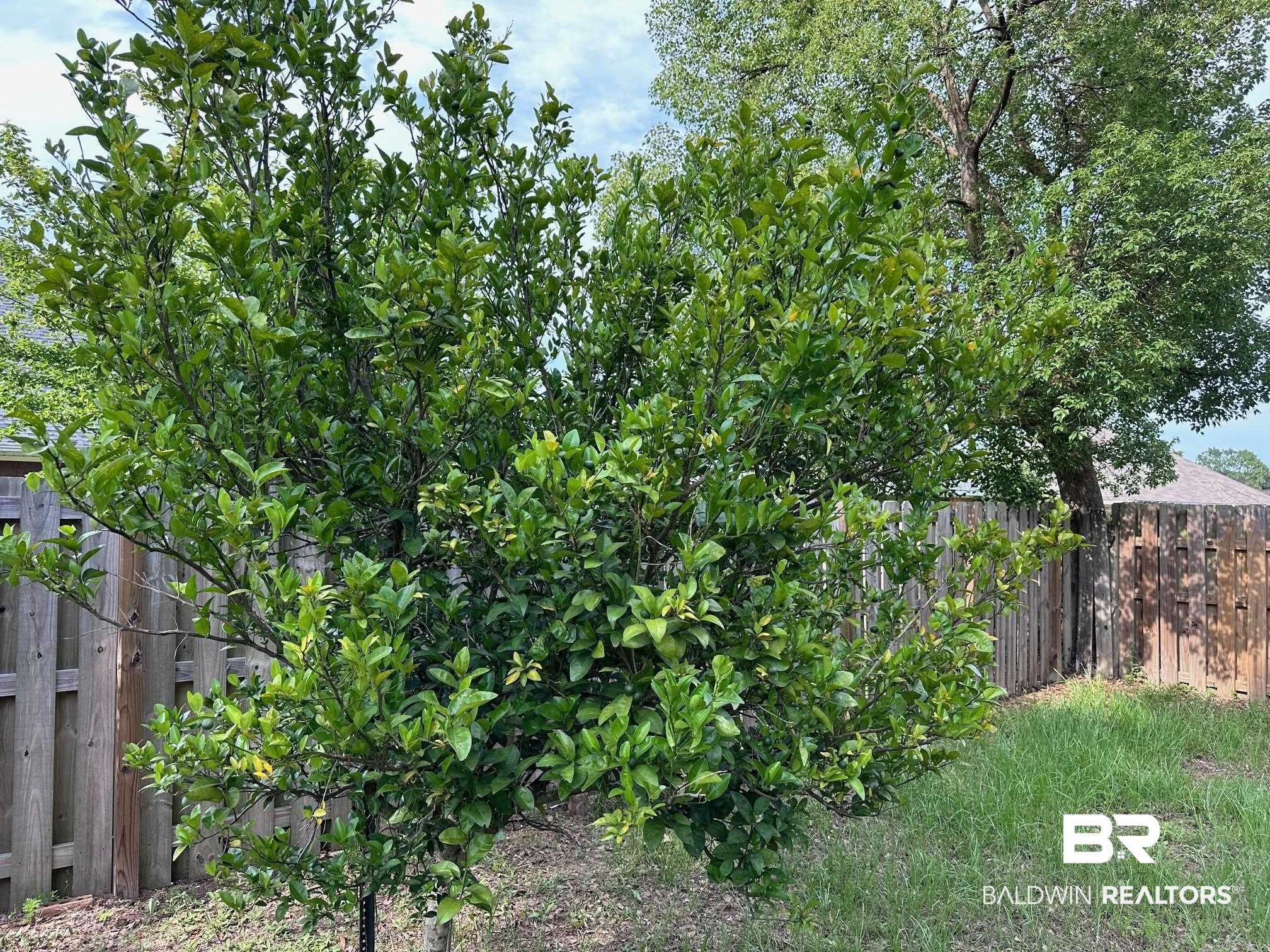 10301 Windmill Road Fairhope, AL 36532 - Photo 17 of 18 Satsuma Tree