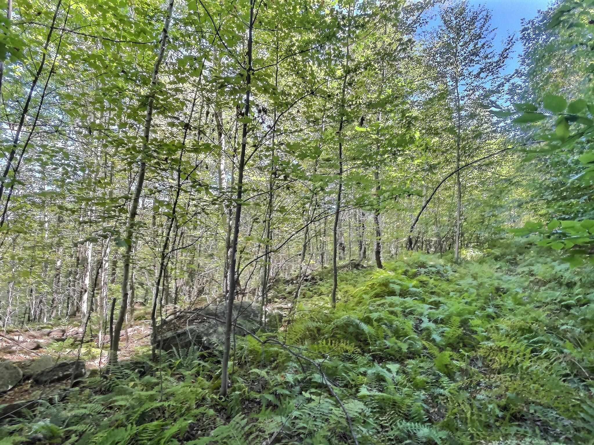 0 Chandlers Mill Road Newport, NH 03773 - Photo 19 of 25 Gallery Image 19