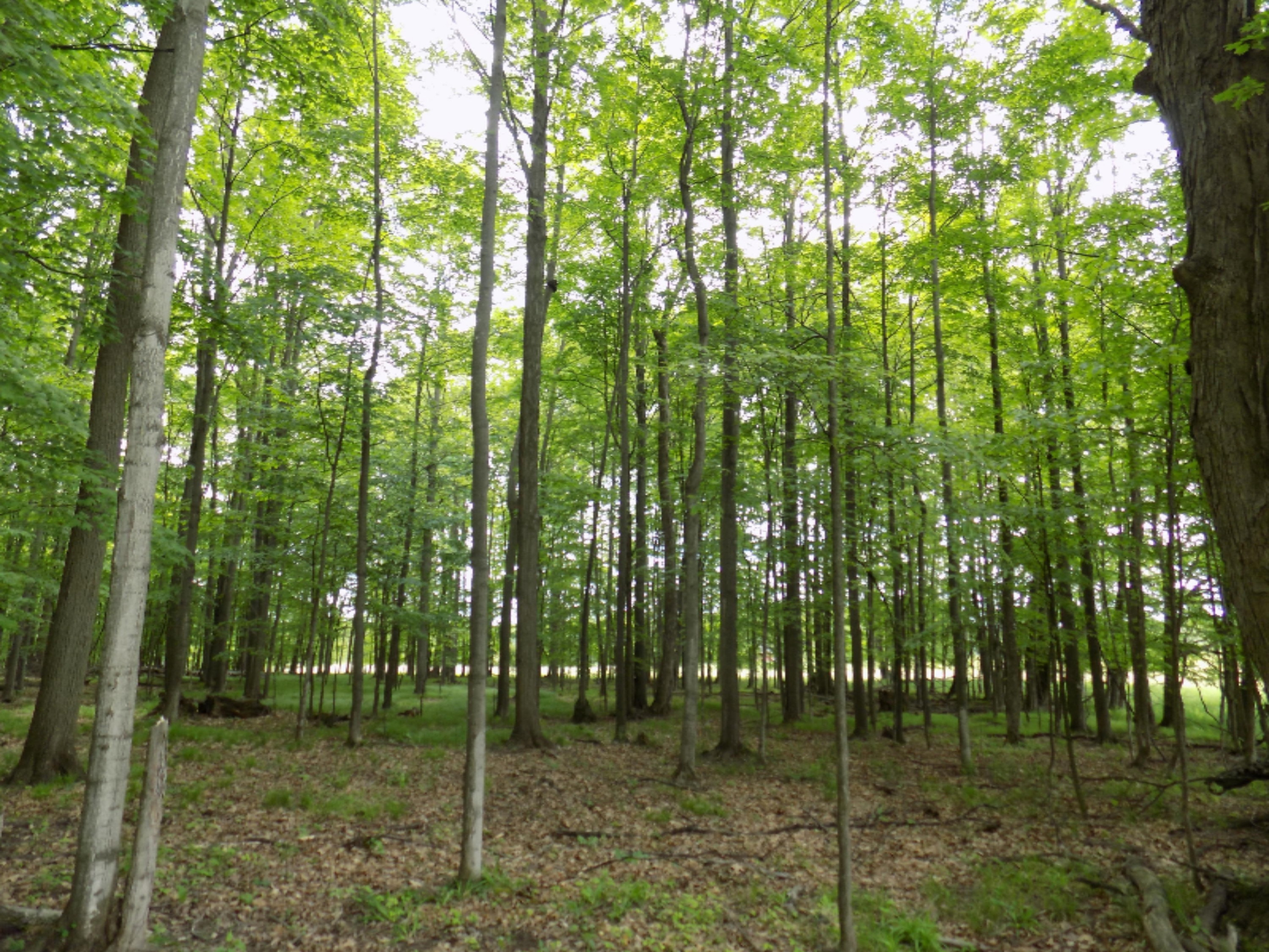 4219 Keith Road Brethren, MI 49619 - Photo 22 of 28 DSCN0827