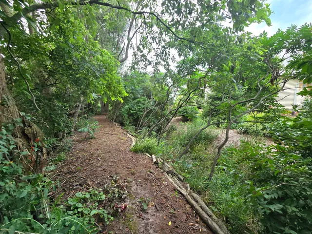 a view of a forest with trees in the background