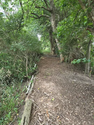 a view of a yard with a tree