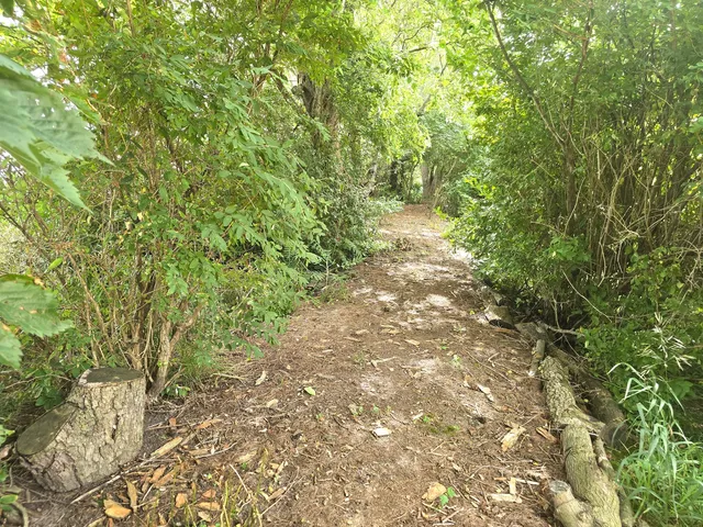 a view of a yard with plants and a bench