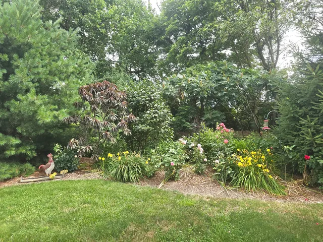 a view of a tree in a yard