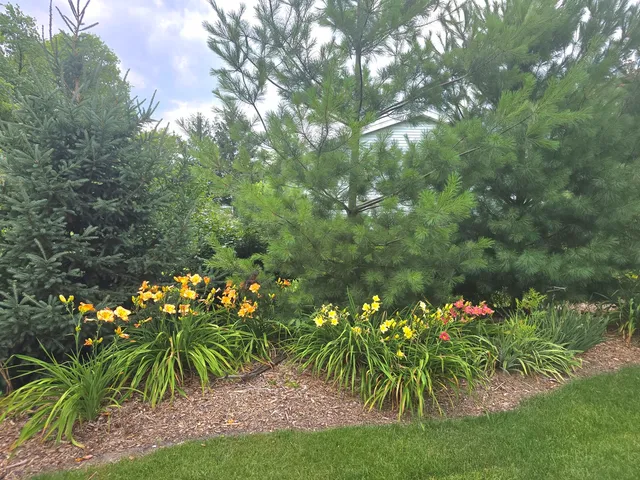 a view of a backyard with plants and large trees