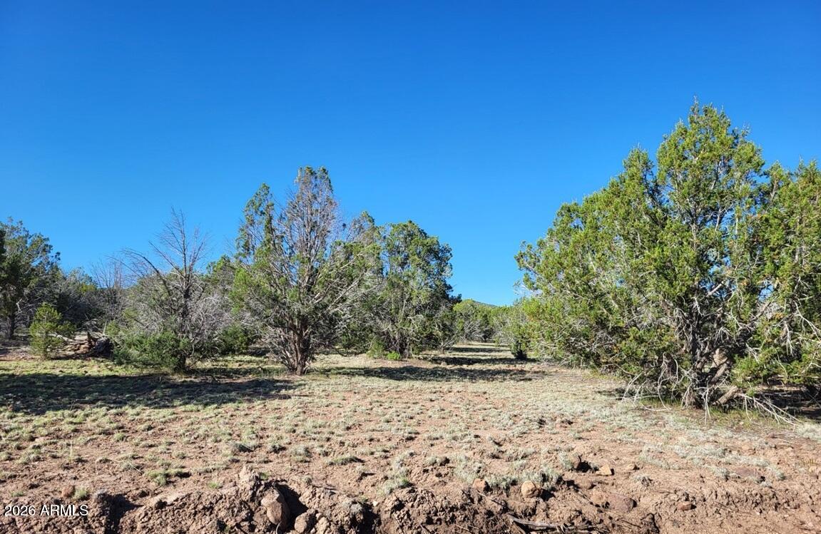 107 North A N Ranch Road, Unit 107A Williams, AZ 86046 - Photo 11 of 18 a view of a yard with trees