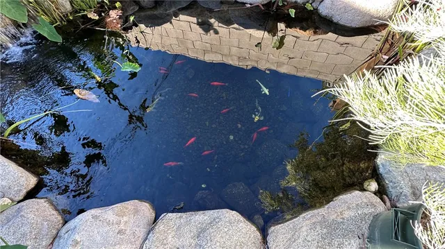 a view of a plant in a garden