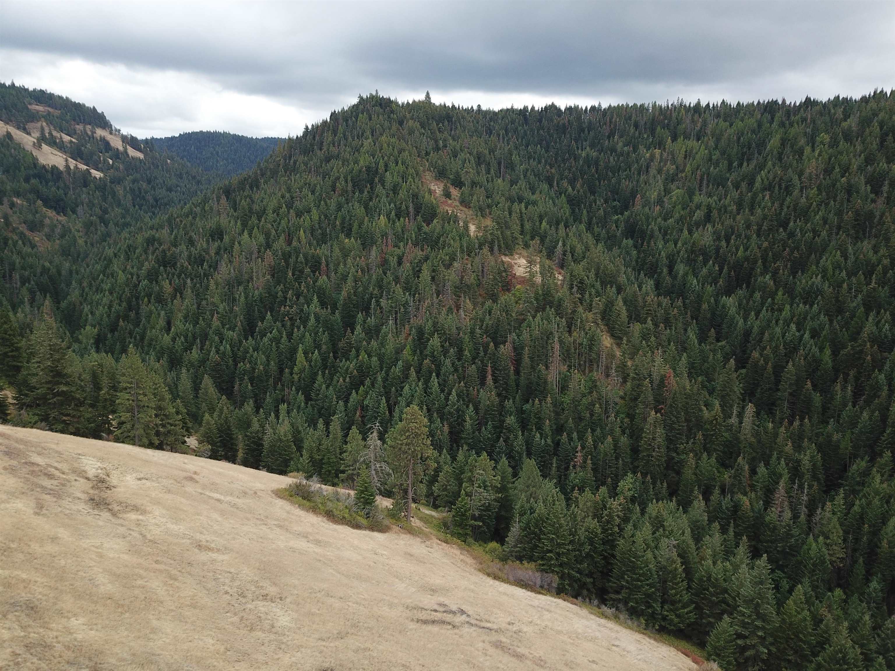 30 Acres On Biscuit Ridge Waitsburg, WA 99361 - Photo 15 of 31