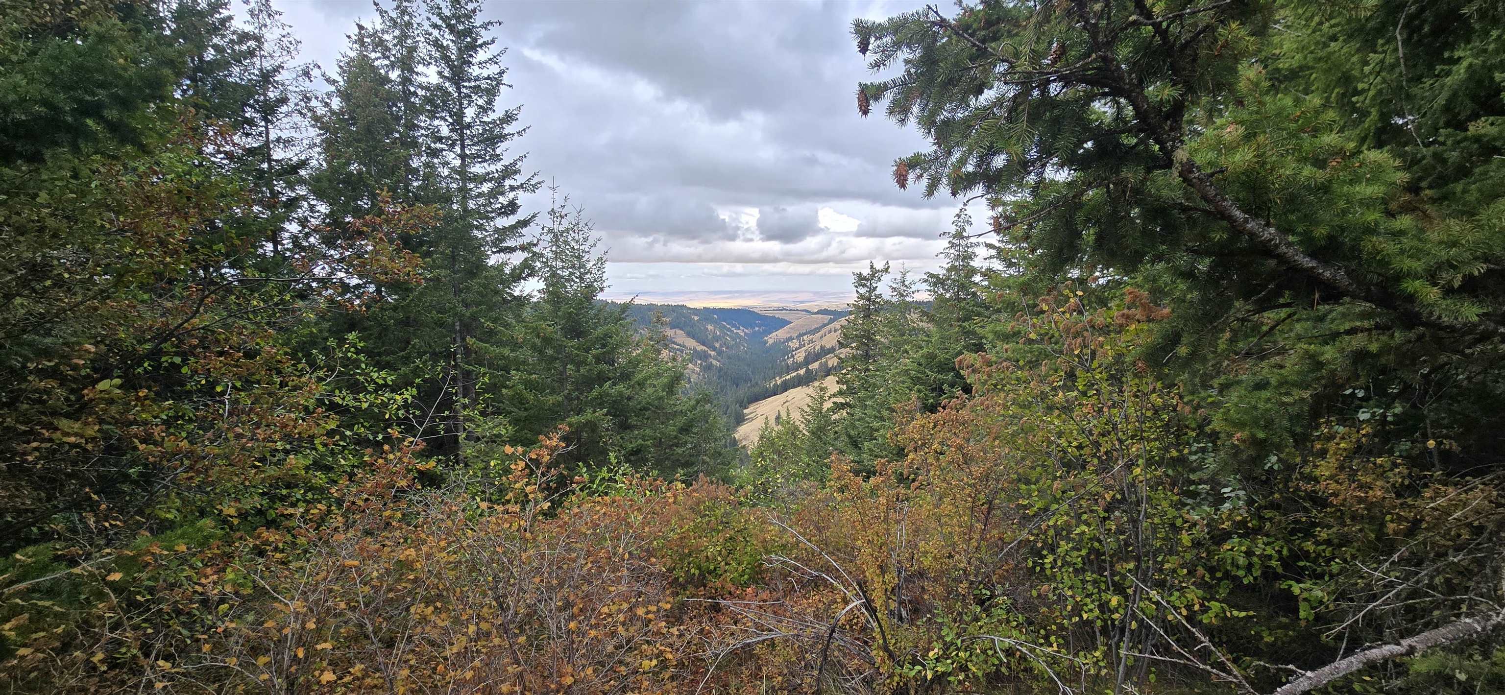 30 Acres On Biscuit Ridge Waitsburg, WA 99361 - Photo 3 of 31