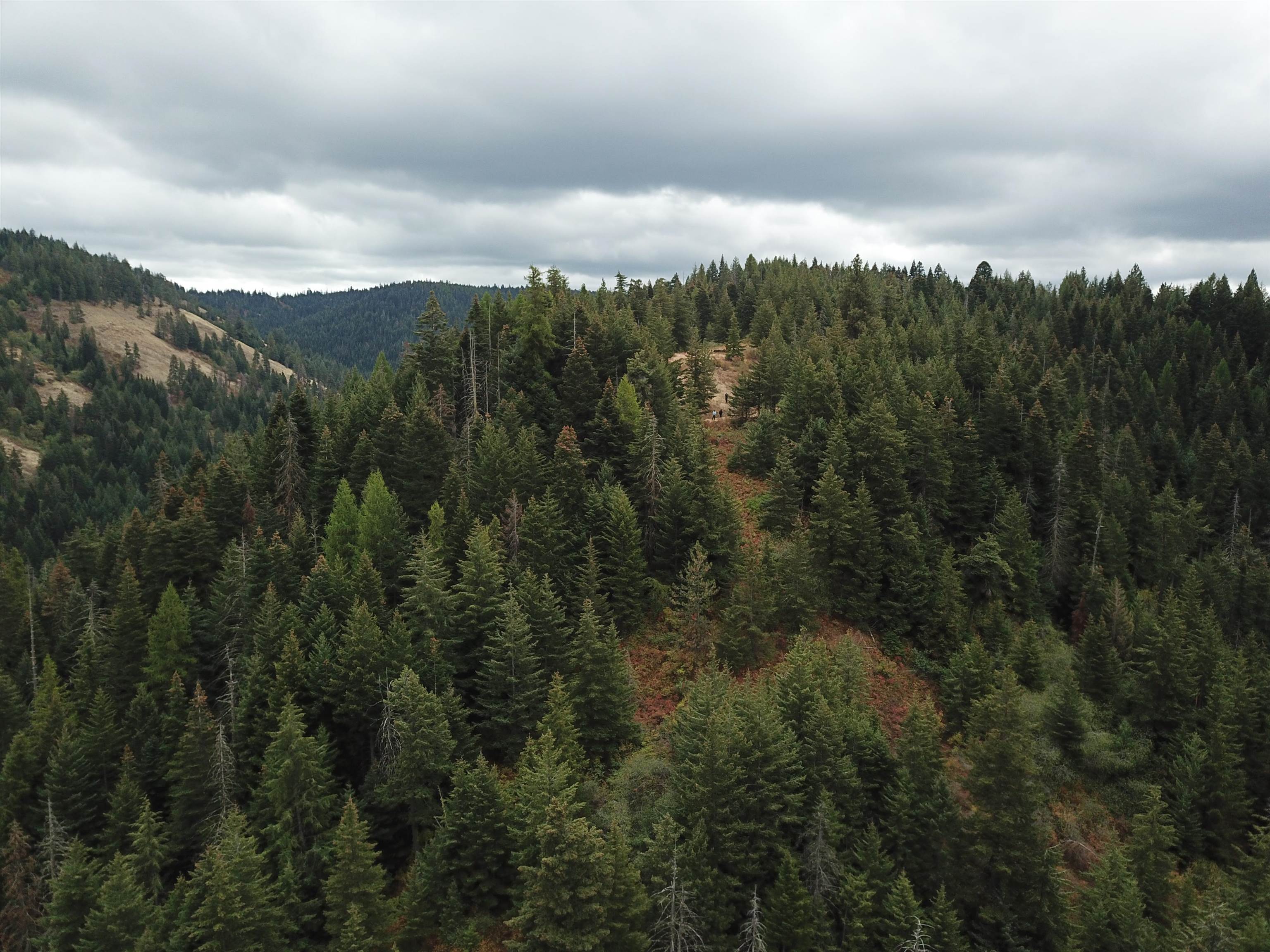 30 Acres On Biscuit Ridge Waitsburg, WA 99361 - Photo 8 of 31