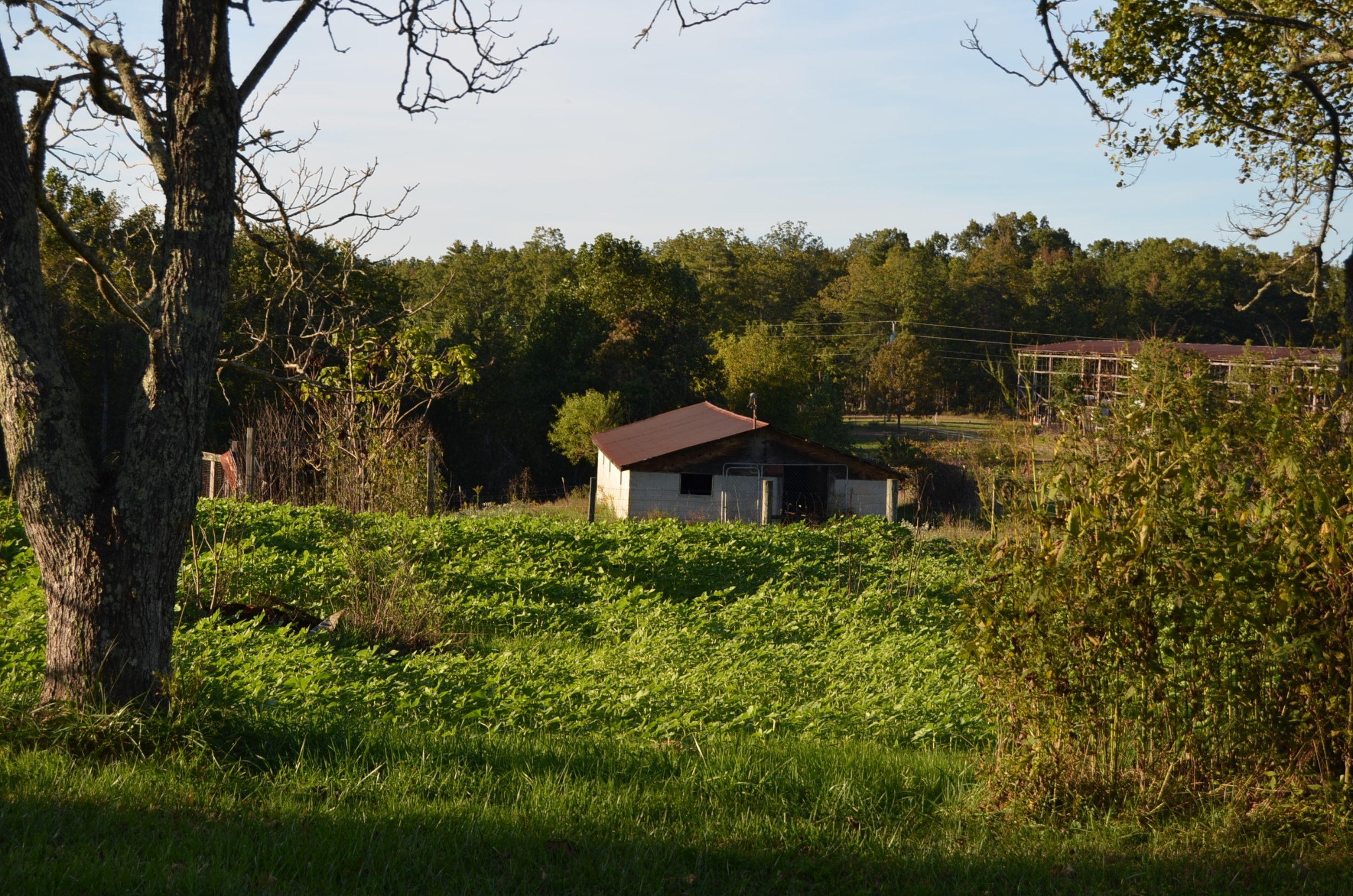 190 Meister Hills Road Deer Lodge, TN 37726 - Photo 28 of 40 a view of a garden with trees in front of it
