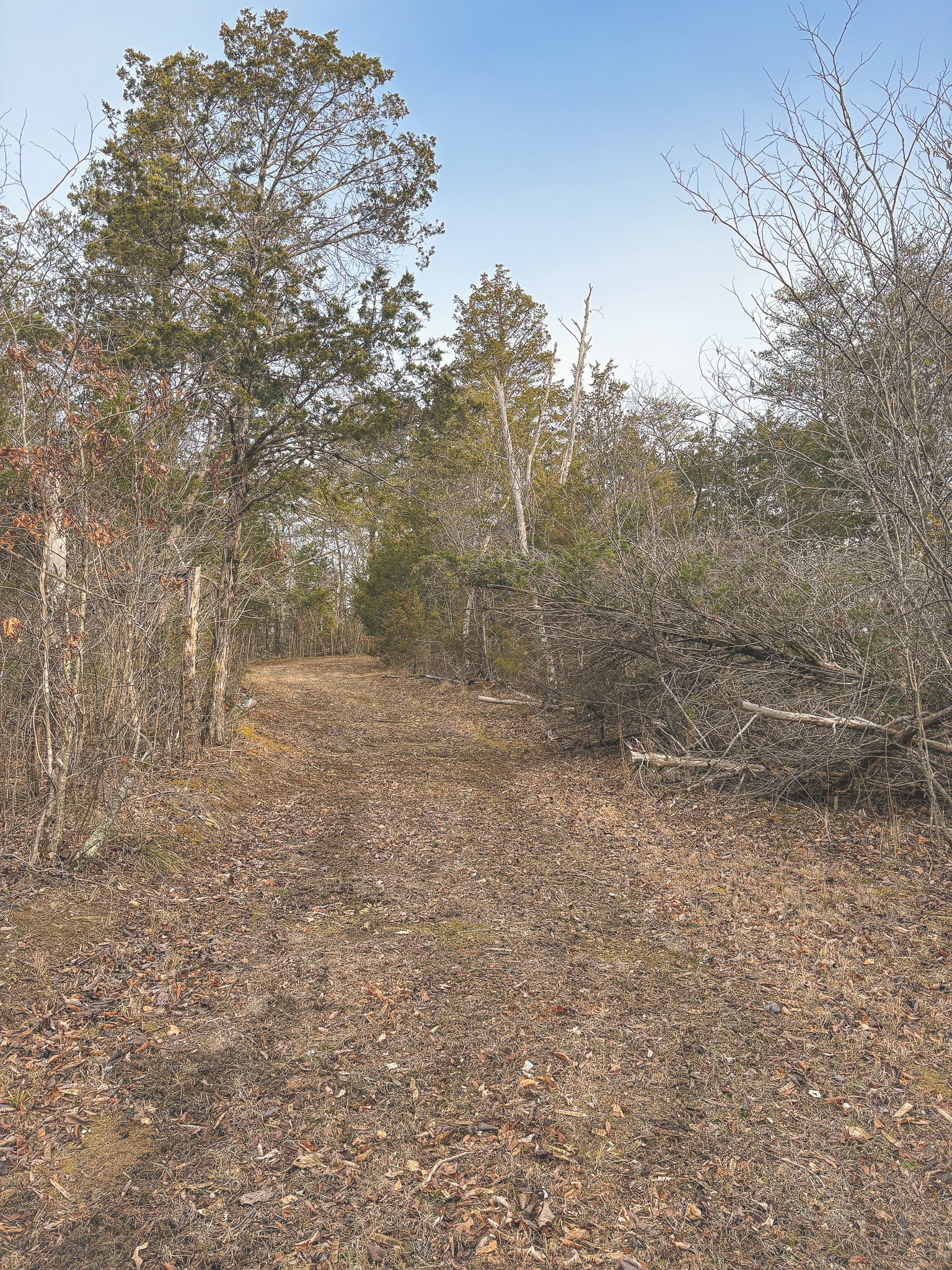 1133 Macedonia Martin Gap Road Englewood, TN 37329 - Photo 15 of 48 a view of a yard with a tree