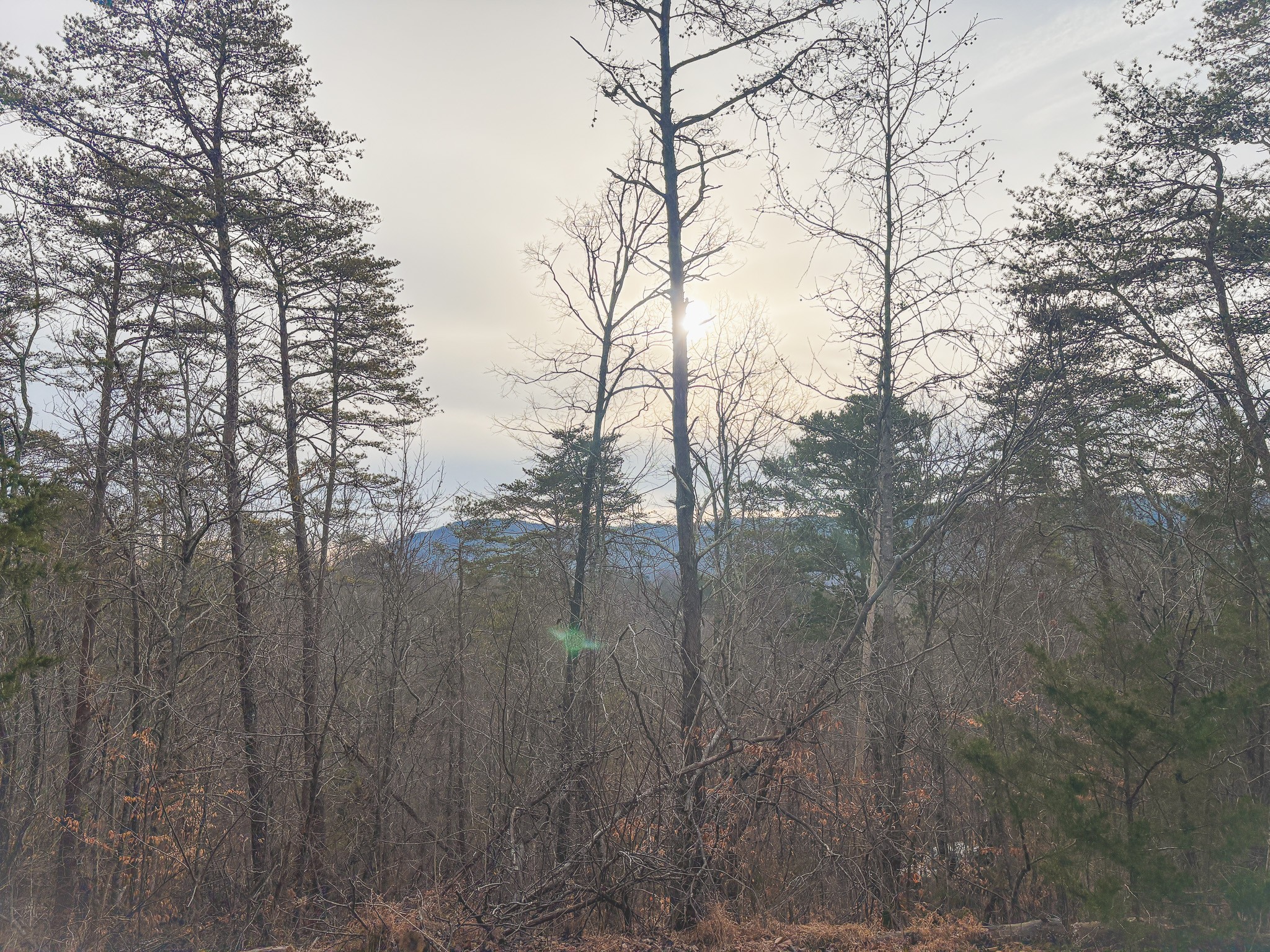 1133 Macedonia Martin Gap Road Englewood, TN 37329 - Photo 16 of 48 a view of river covered with tall trees