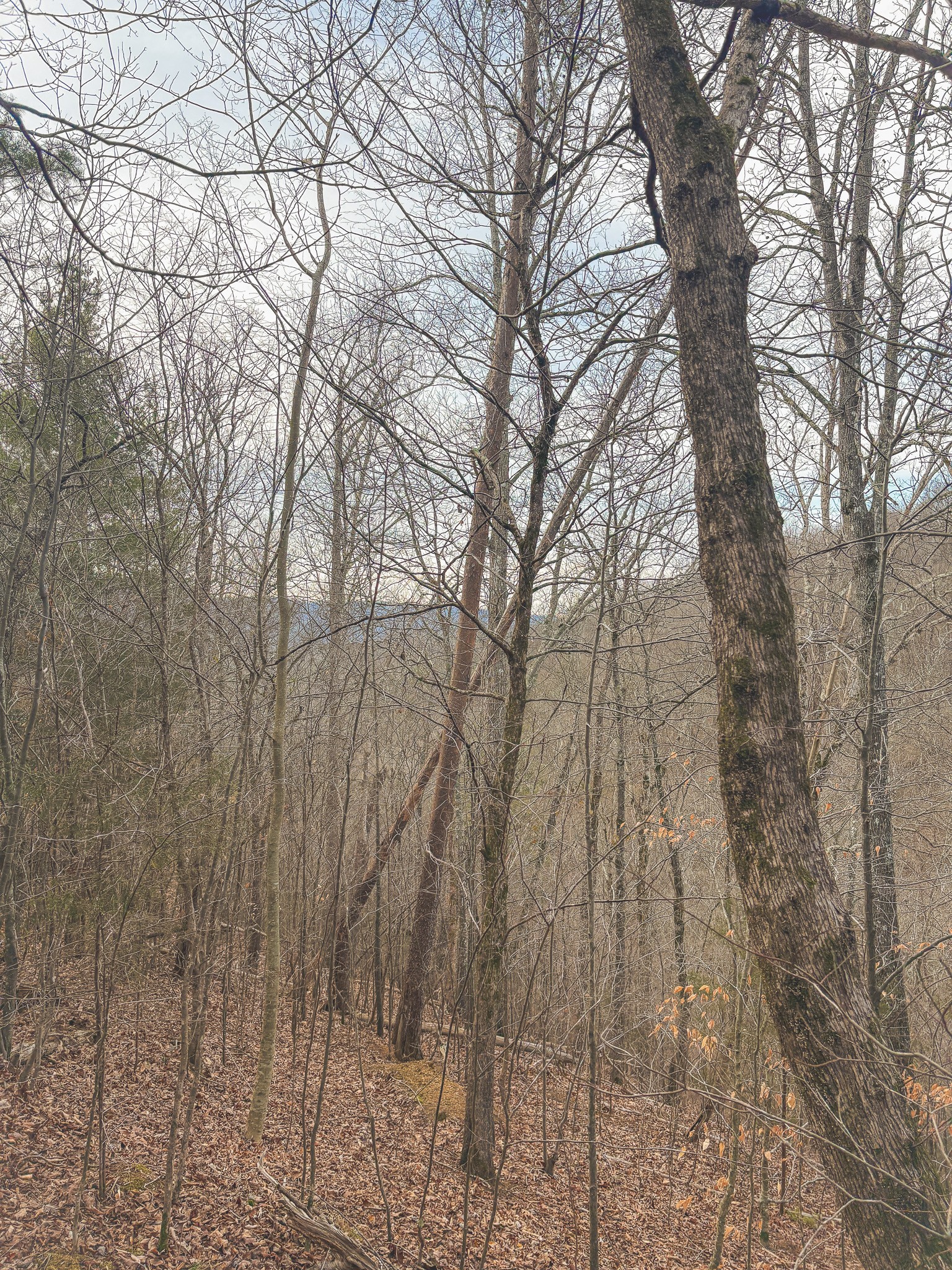 1133 Macedonia Martin Gap Road Englewood, TN 37329 - Photo 23 of 48 a backyard of a house with lots of green space