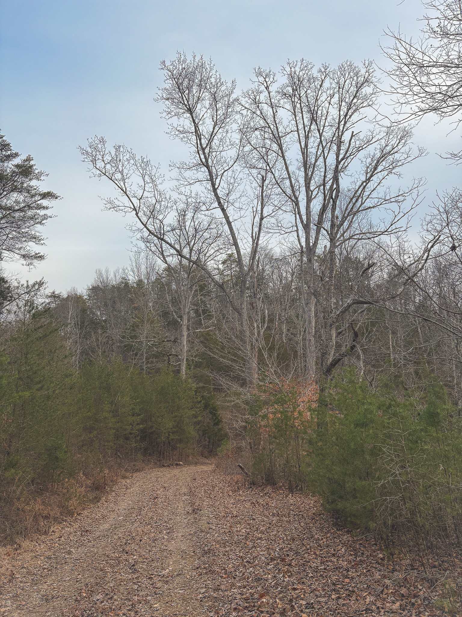 1133 Macedonia Martin Gap Road Englewood, TN 37329 - Photo 27 of 48 a view of a yard with large trees