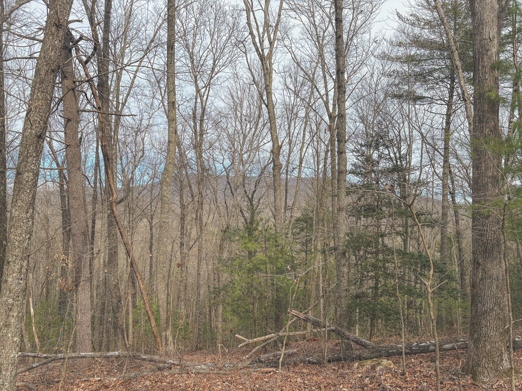 1133 Macedonia Martin Gap Road Englewood, TN 37329 - Photo 28 of 48 a view of a forest