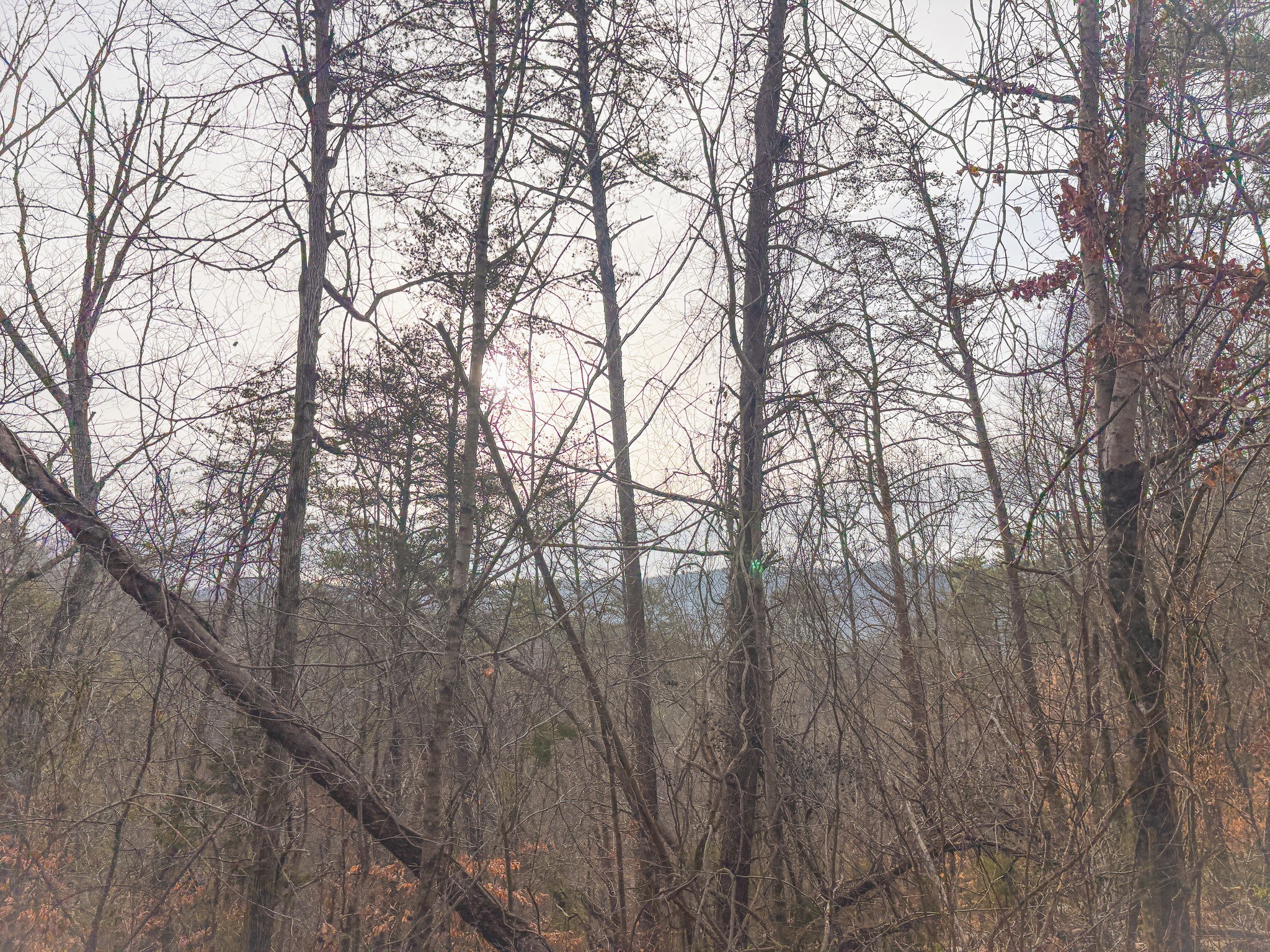 1133 Macedonia Martin Gap Road Englewood, TN 37329 - Photo 39 of 48 a backyard of a house with trees