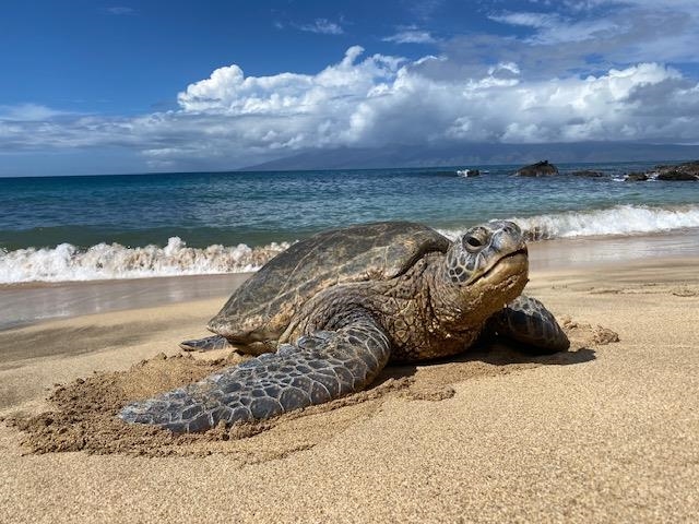 4909 Lower Honoapiilani Road, Unit D3 Lahaina, HI 96761 - Photo 27 of 39