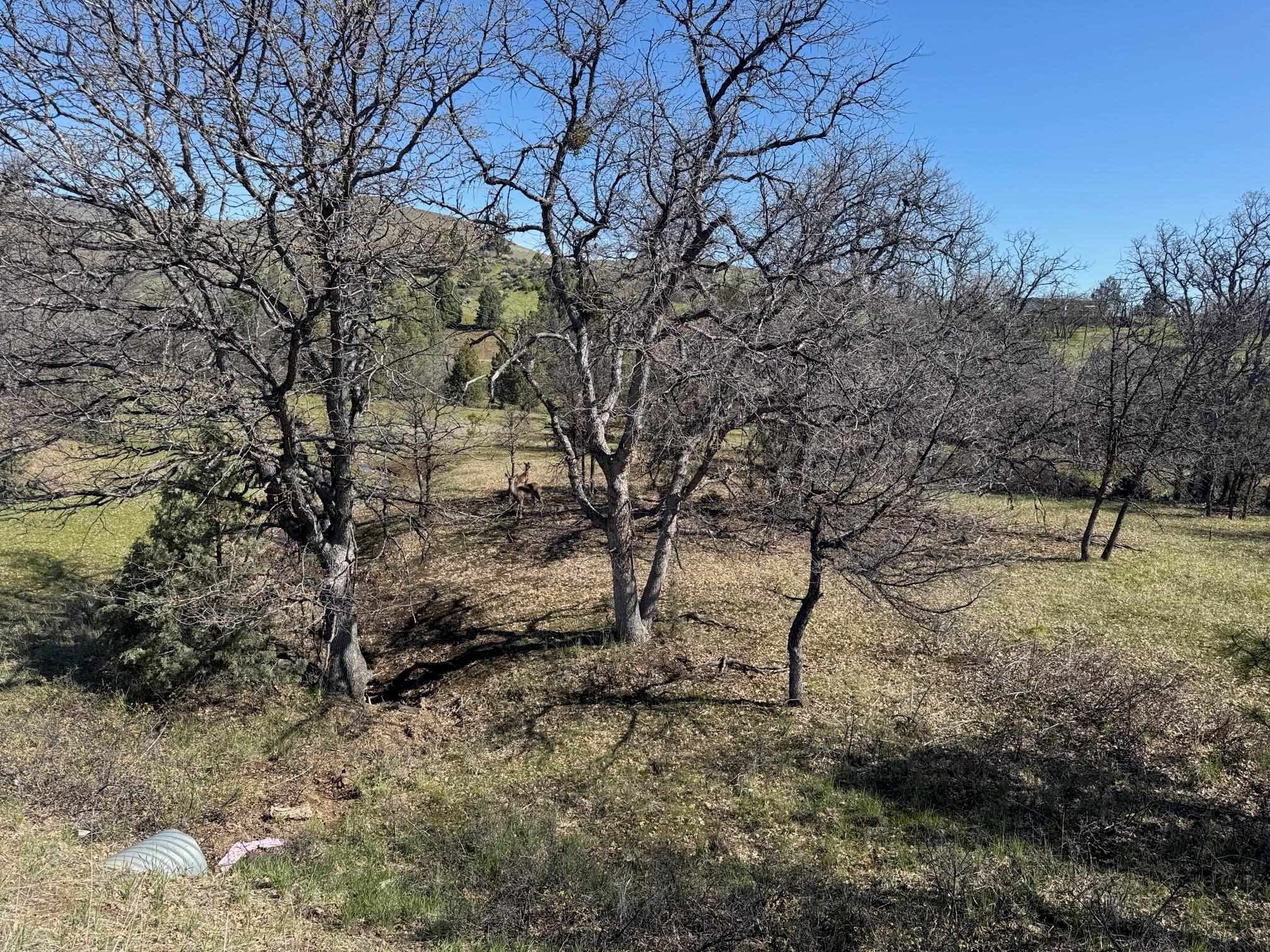Lot 368 Ager Road Hornbrook, CA 96044 - Photo 4 of 31 Gallery Image 4