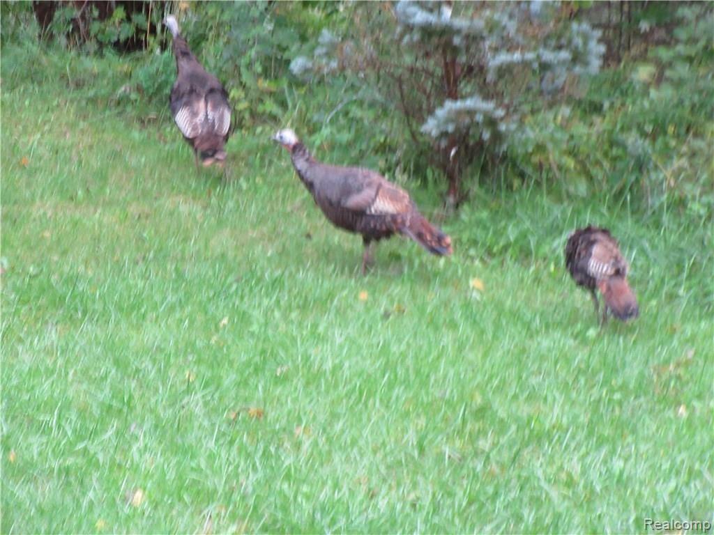 2575 Faussett Road Howell, MI 48855 - Photo 3 of 14 IMG_0504.JPG