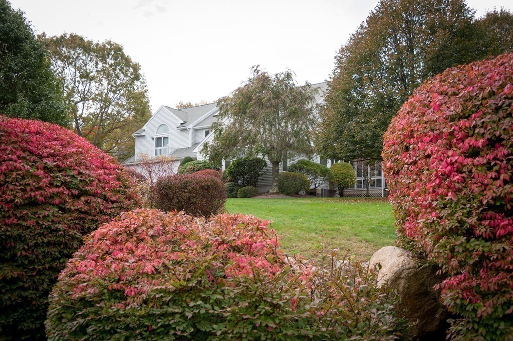 42 Magnolia Road Sharon, MA 02067 - Photo 3 of 24 a view of a garden with plants and large trees