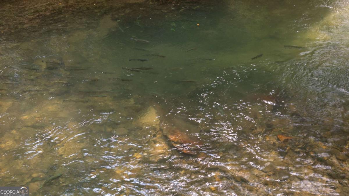 7320 Chestnut Valley Road Hiawassee, GA 30546 - Photo 21 of 91 a picture of a tree in a yard