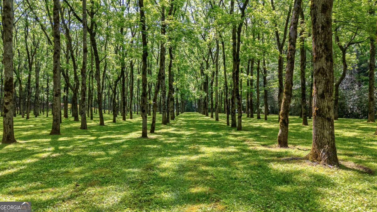 7320 Chestnut Valley Road Hiawassee, GA 30546 - Photo 56 of 91 a view of a park with a tree