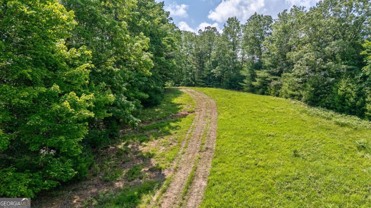7320 Chestnut Valley Road Hiawassee, GA 30546 - Photo 62 of 91 a view of a yard with plants and large trees