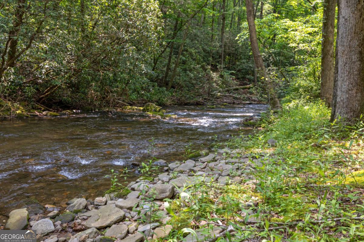 7320 Chestnut Valley Road Hiawassee, GA 30546 - Photo 65 of 91 a close up of a tree