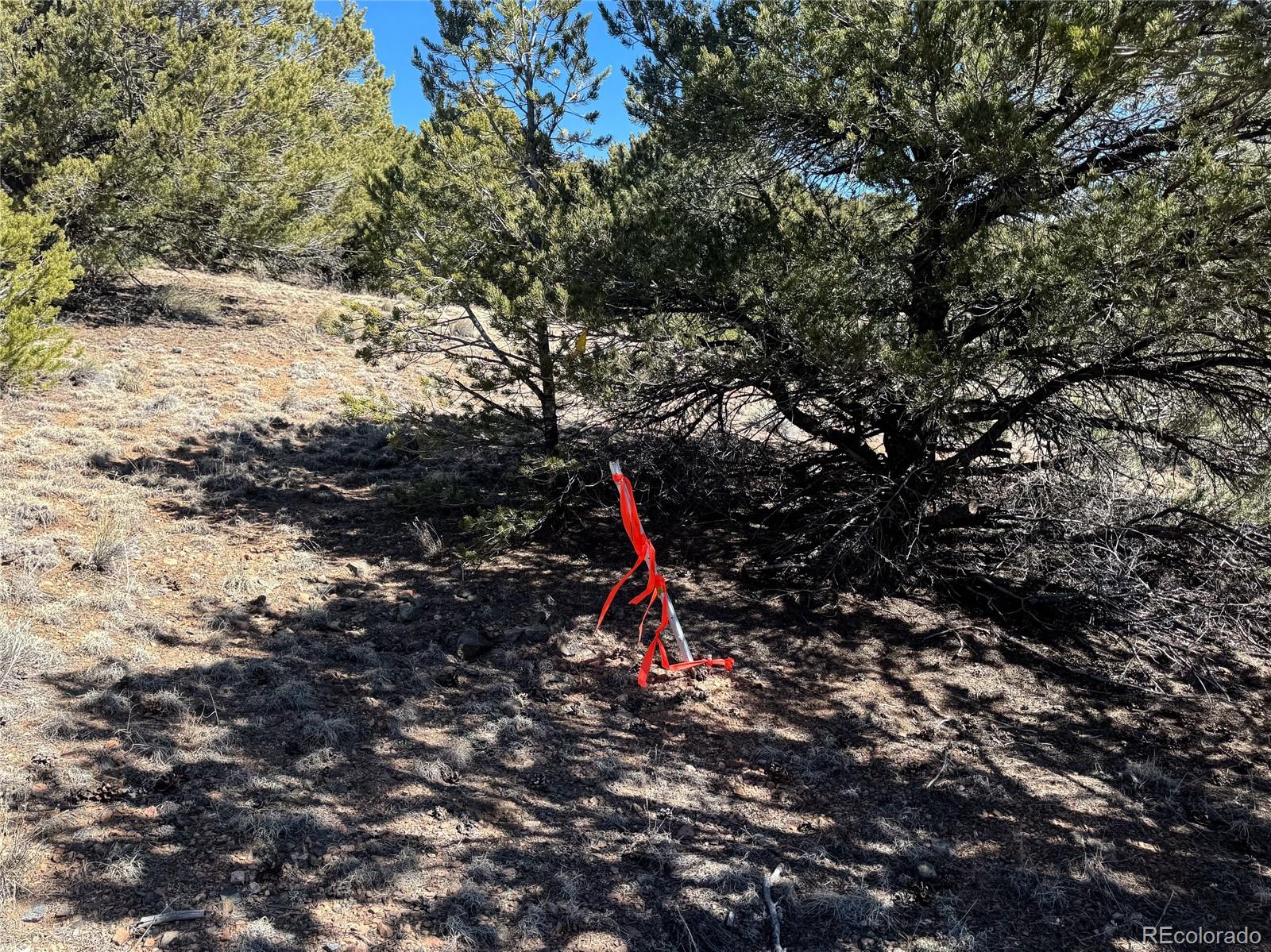 514 Kiowa Road Westcliffe, CO 81252 - Photo 19 of 27 a view of outdoor space with a tree