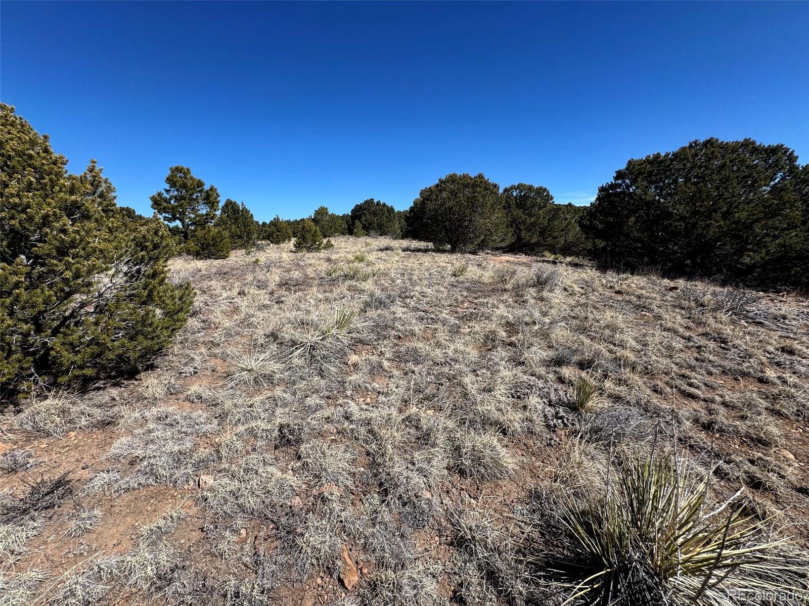 514 Kiowa Road Westcliffe, CO 81252 - Photo 2 of 27 a view of a dry yard with trees in the background