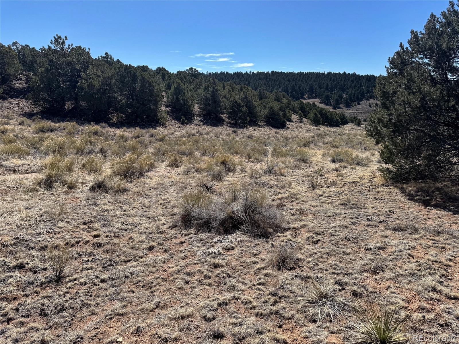 514 Kiowa Road Westcliffe, CO 81252 - Photo 24 of 27 a view of a dry yard with trees in the background