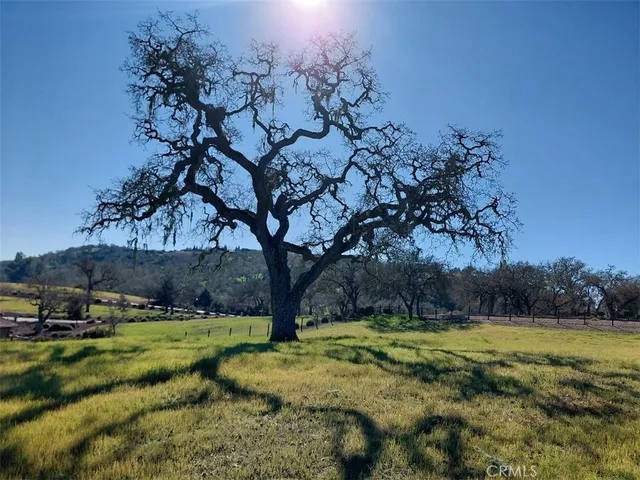 a view of yard with tree