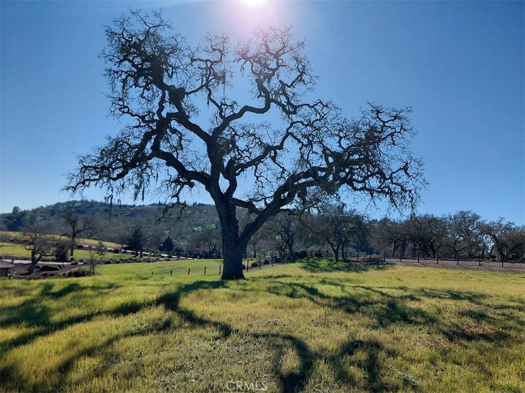 1920 Fire Rock Loop Templeton, CA 93465 - Photo 10 of 20 a view of yard with tree
