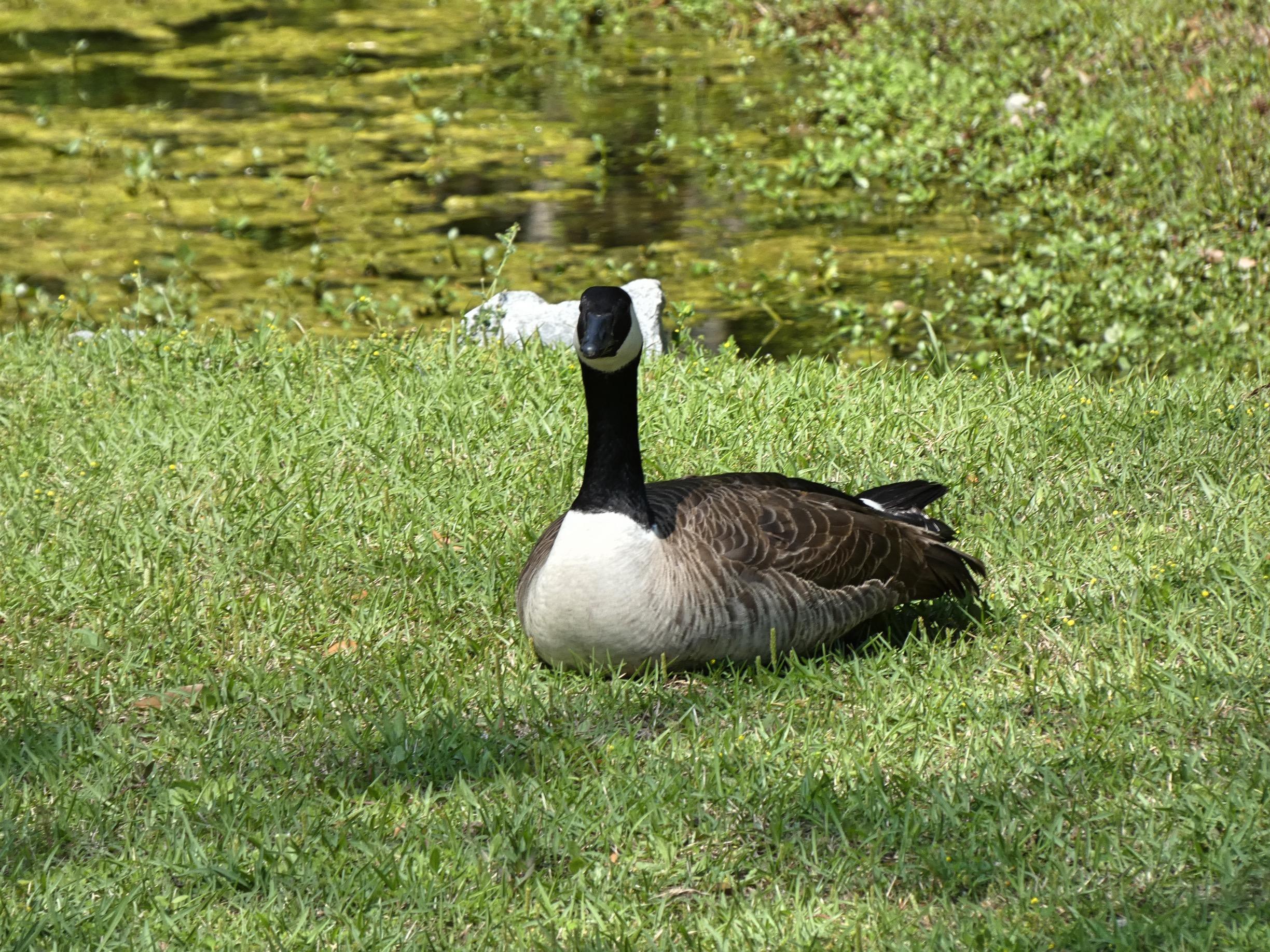 600 Carters Grove Road Charleston, SC 29414 - Photo 44 of 46 Jasmine127