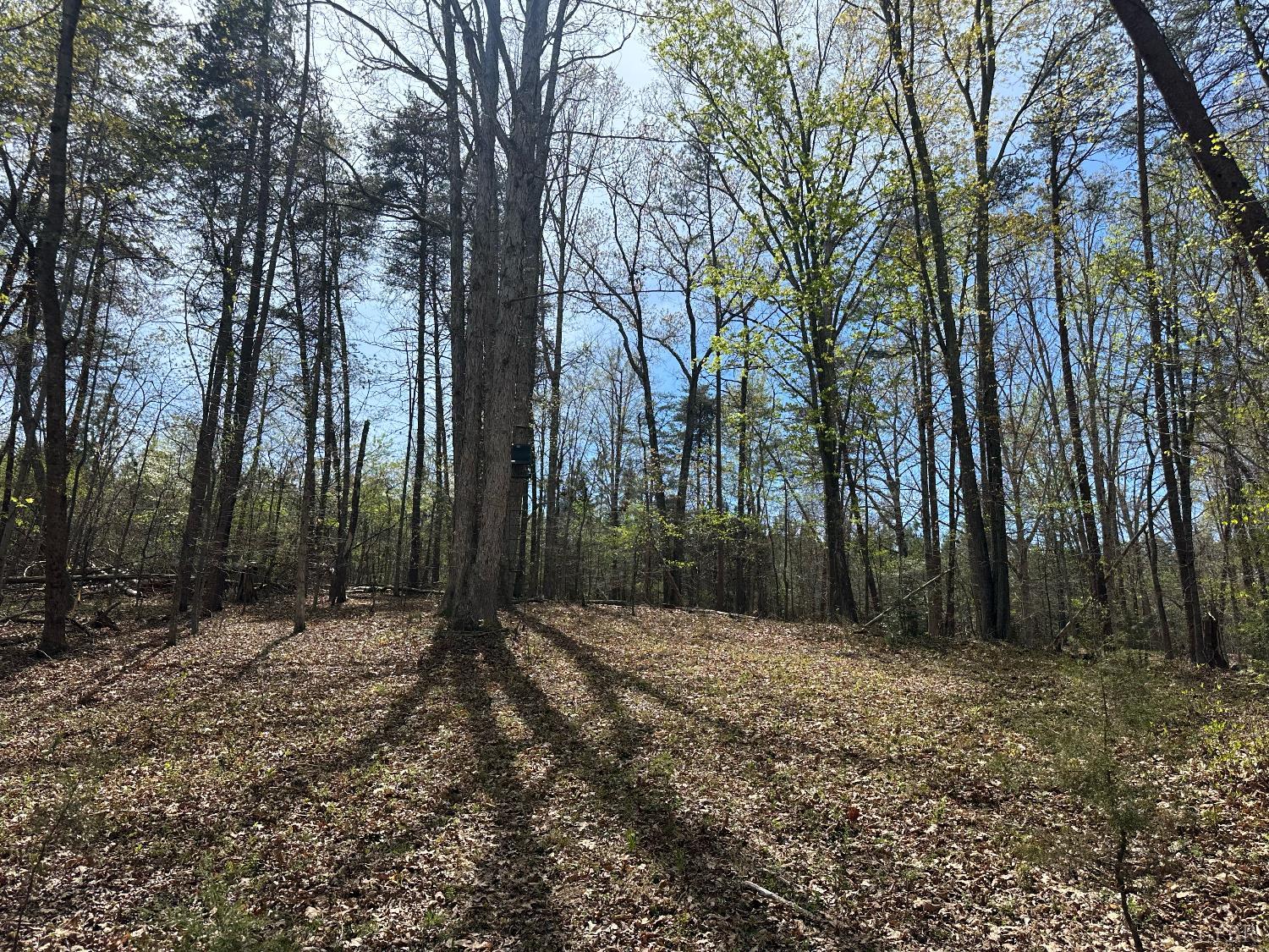 0 Gladys Road Altavista, VA 24517 - Photo 3 of 11 a view of outdoor space with trees