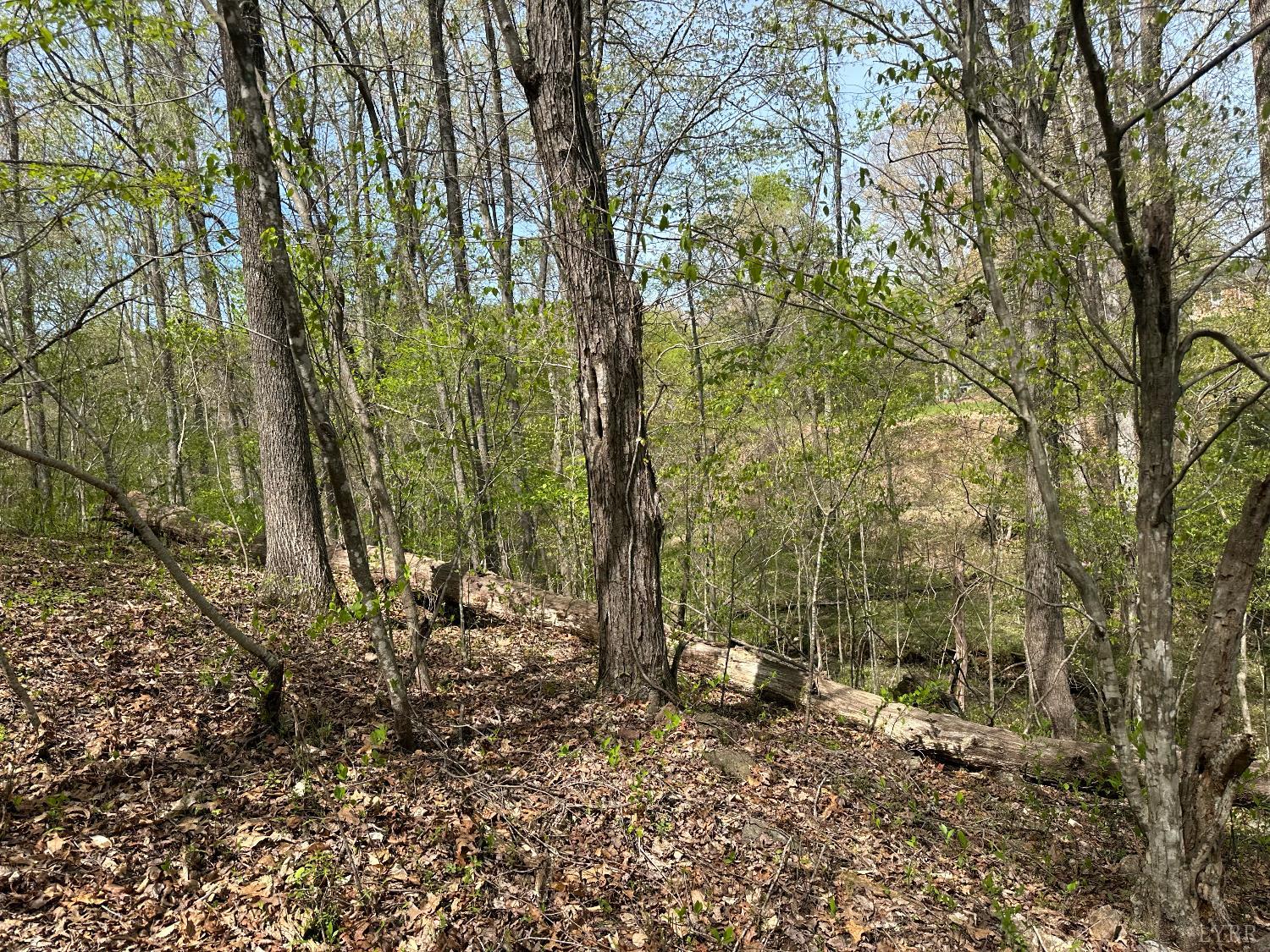 0 Gladys Road Altavista, VA 24517 - Photo 4 of 11 a view of a forest filled with trees