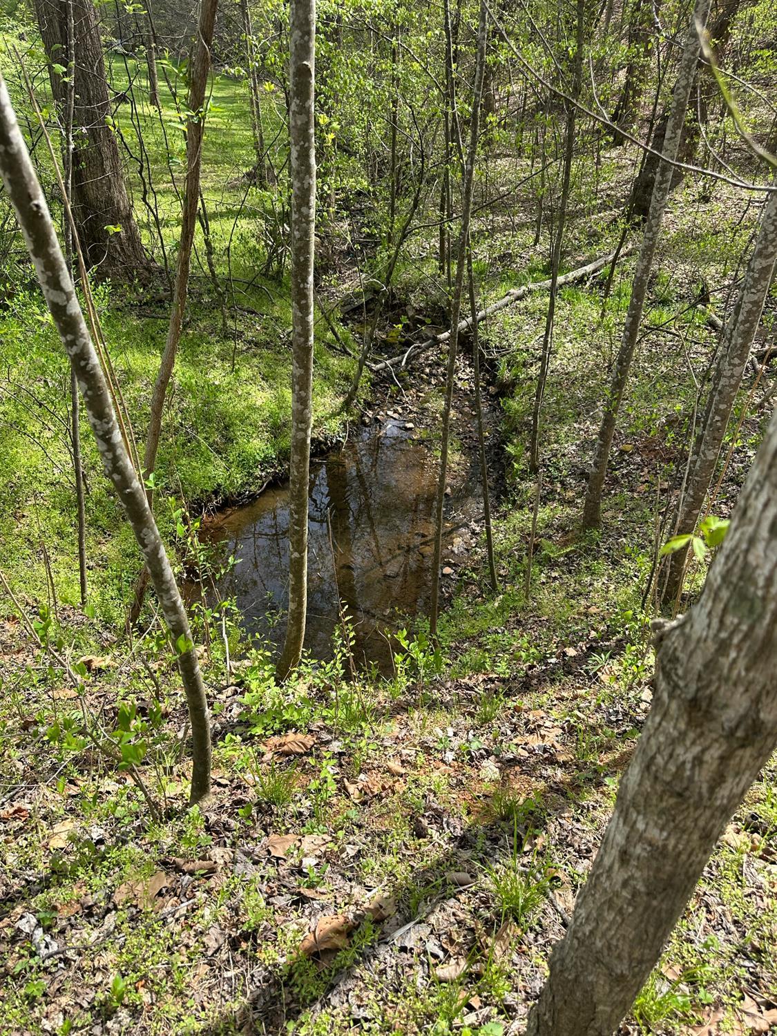 0 Gladys Road Altavista, VA 24517 - Photo 5 of 11 a backyard of a building with lots of trees