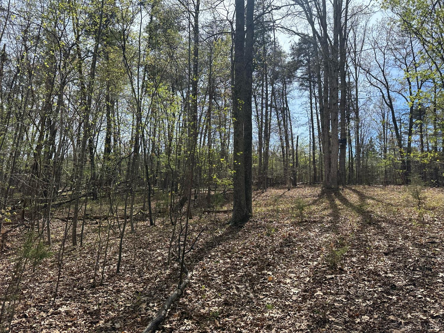 0 Gladys Road Altavista, VA 24517 - Photo 7 of 11 a view of a forest with trees