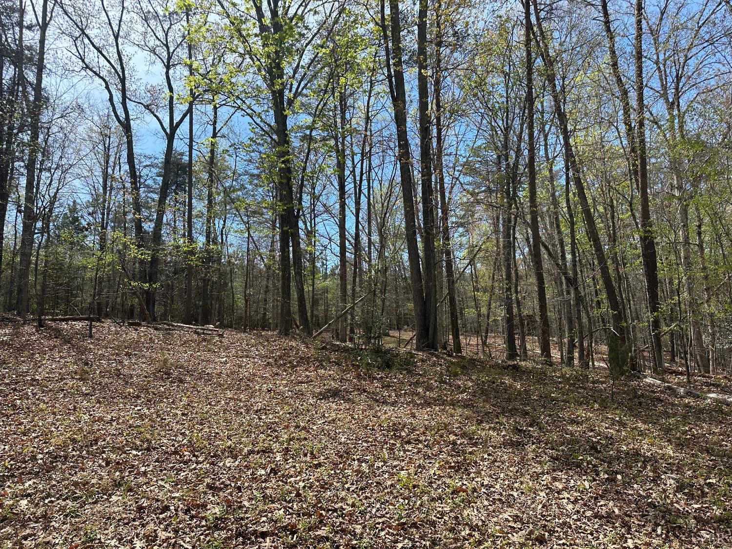 0 Gladys Road Altavista, VA 24517 - Photo 8 of 11 a big yard with lots of green space and trees