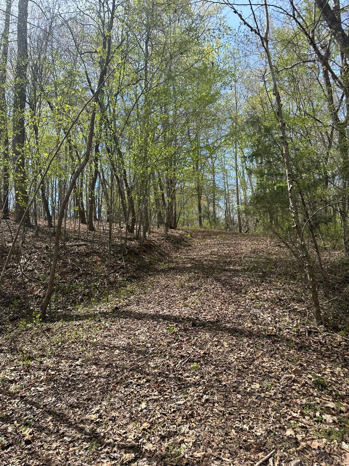 0 Gladys Road Altavista, VA 24517 - Photo 9 of 11 a view of a yard with a tree