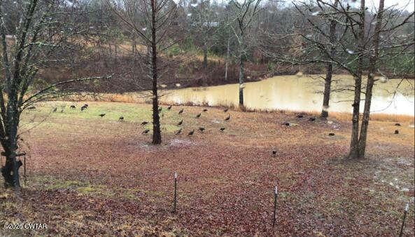 681 Swan Johnson Road Darden, TN 38328 - Photo 47 of 51 Turkey1