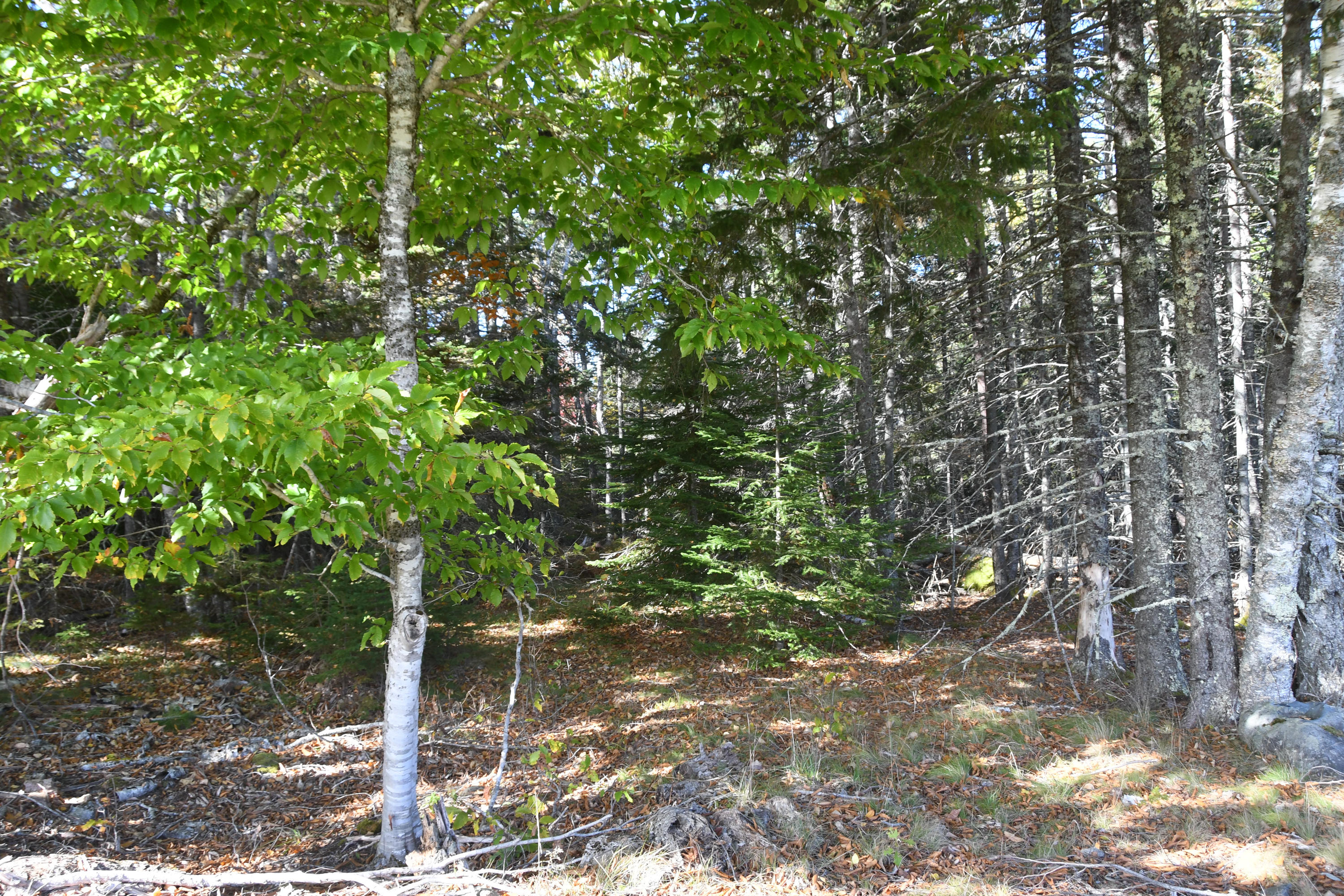 01 North Deer Isle Road Deer Isle, ME 04627 - Photo 19 of 34 20171021_AnneKeck_015